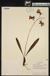 Caucaea phalaenopsis image