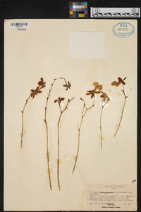 Caucaea phalaenopsis image