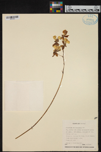 Caucaea phalaenopsis image