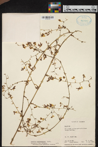 Oncidium pictum image