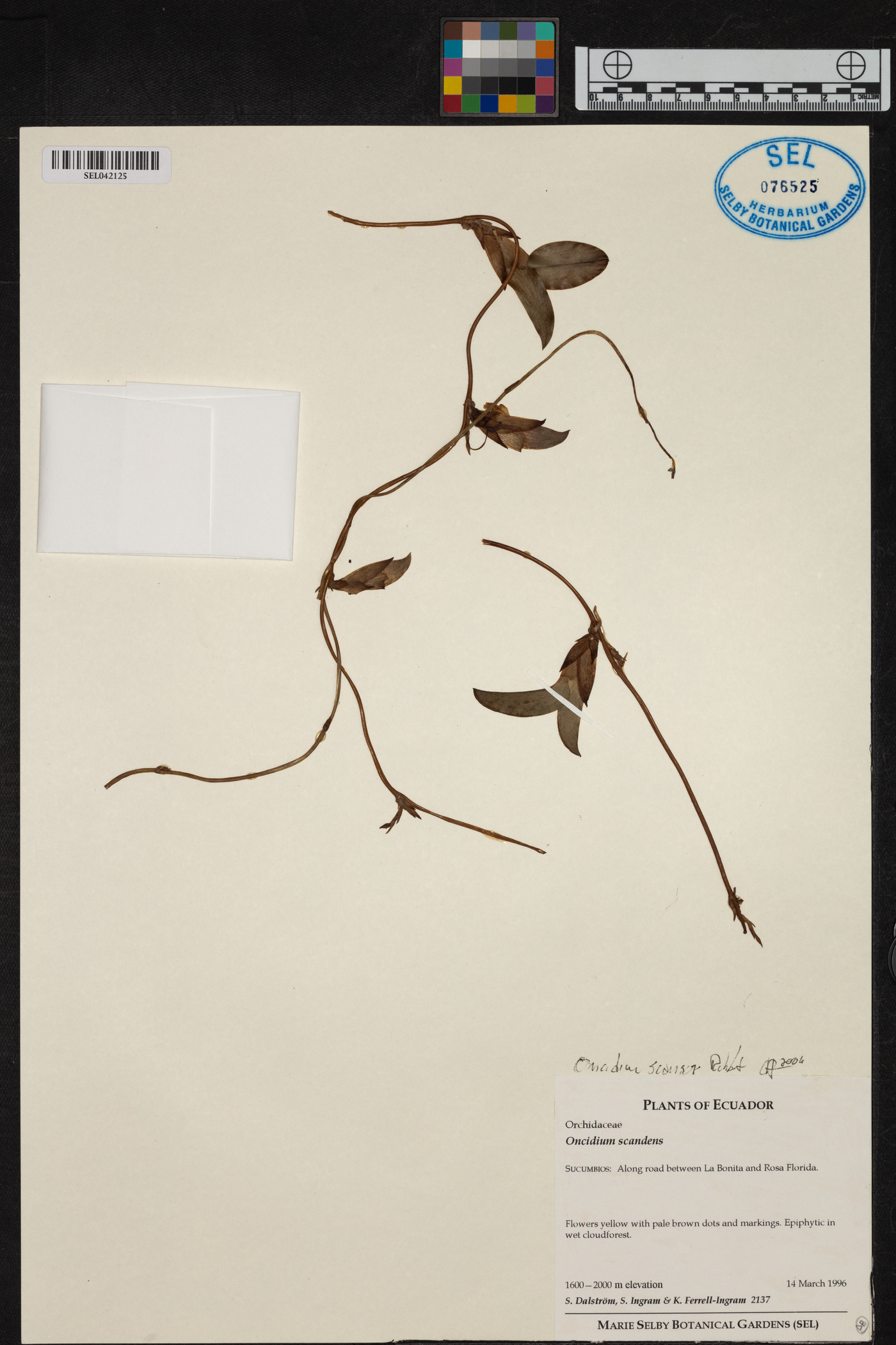 Tolumnia scandens image