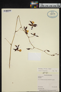 Oncidium lineoligerum image