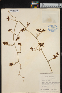 Oncidium lineoligerum image