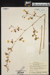 Oncidium tigrinum image