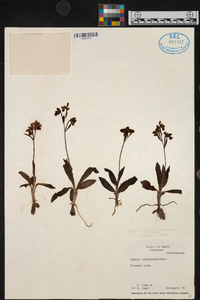 Ophrys tenthredinifera image