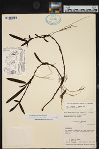 Ornithidium mapiriense image