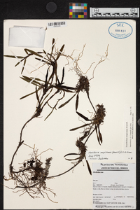 Maxillaria mapiriensis image