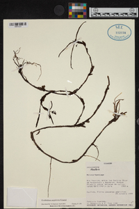 Ornithidium mapiriense image