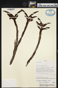 Maxillaria alticola image