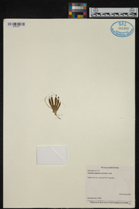 Ornithocephalus bicornis image