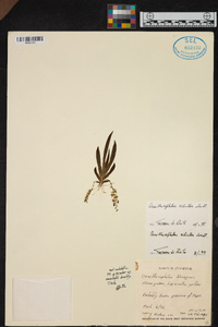 Ornithocephalus ciliatus image