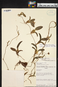 Otoglossum globuliferum image