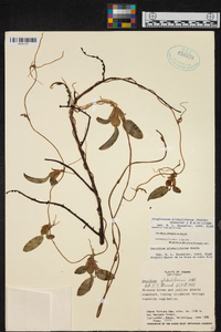 Otoglossum globuliferum image