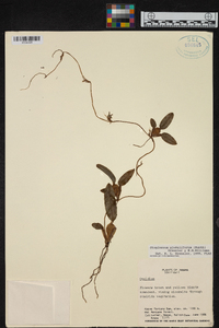 Otoglossum globuliferum image