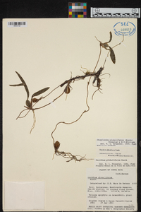 Otoglossum globuliferum image