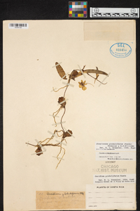 Otoglossum globuliferum image