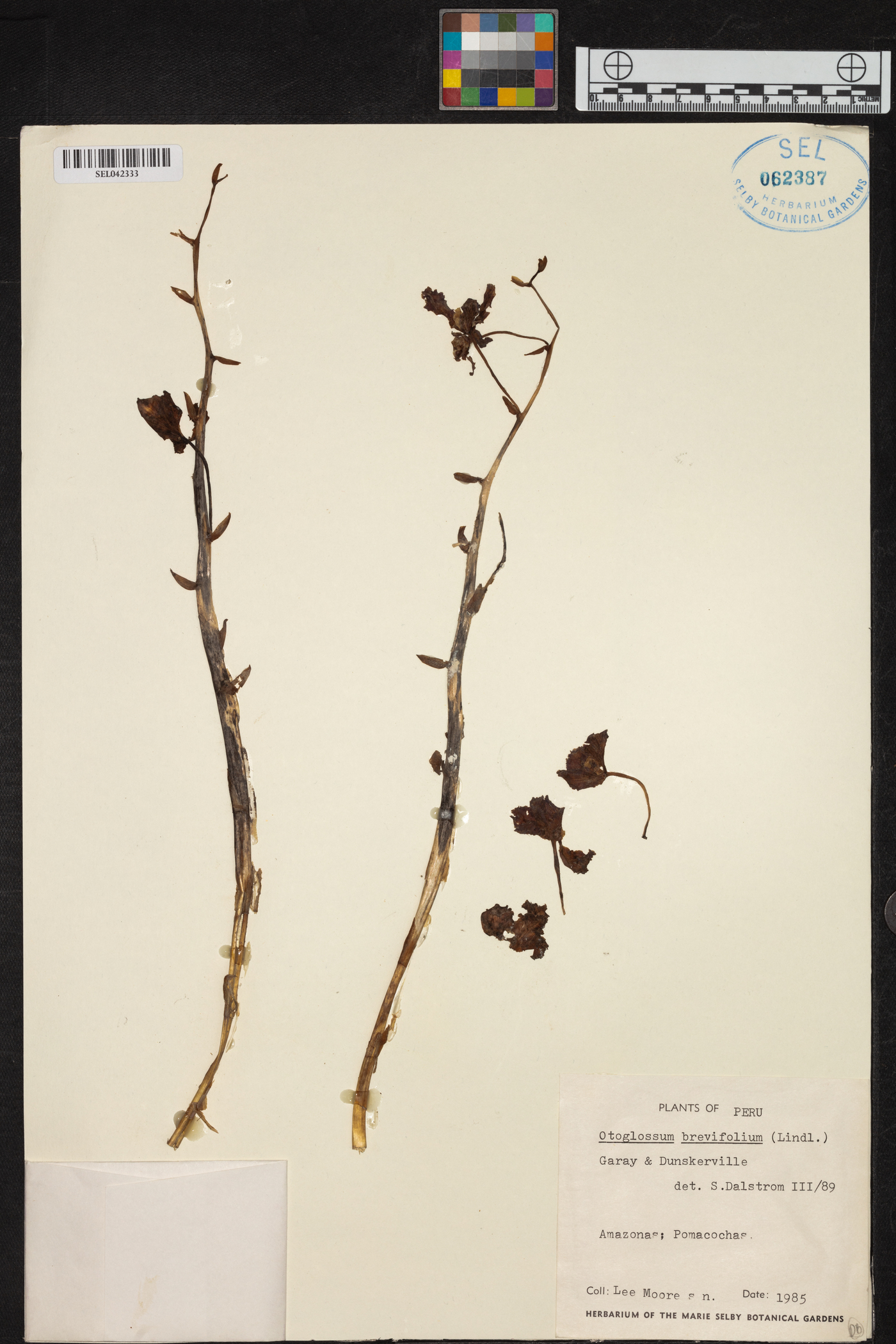 Otoglossum brevifolium image