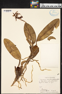 Otoglossum brevifolium image