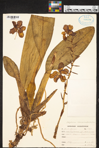 Otoglossum candelabrum image