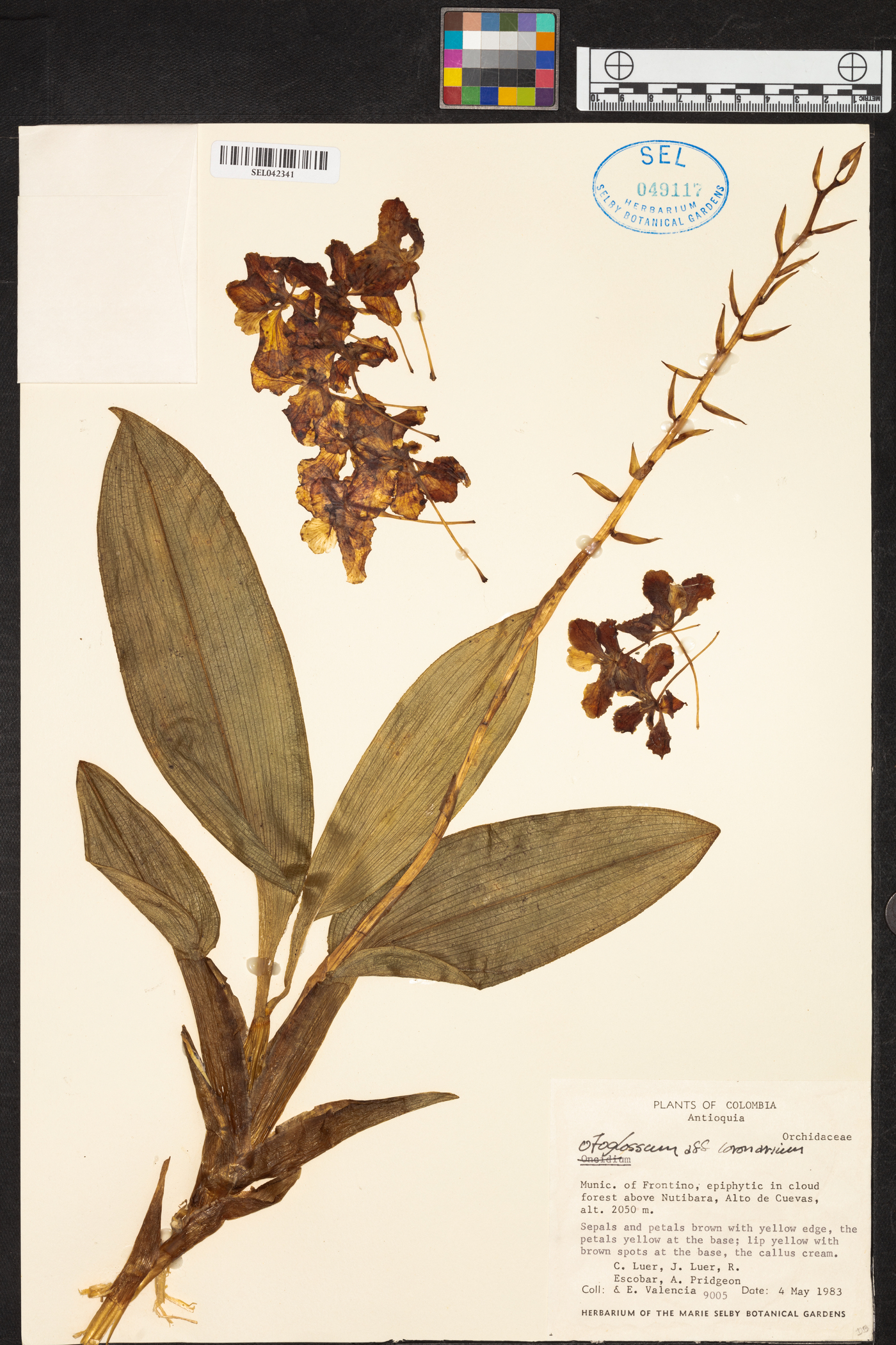 Otoglossum candelabrum image