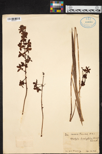 Otostylis brachystalix image