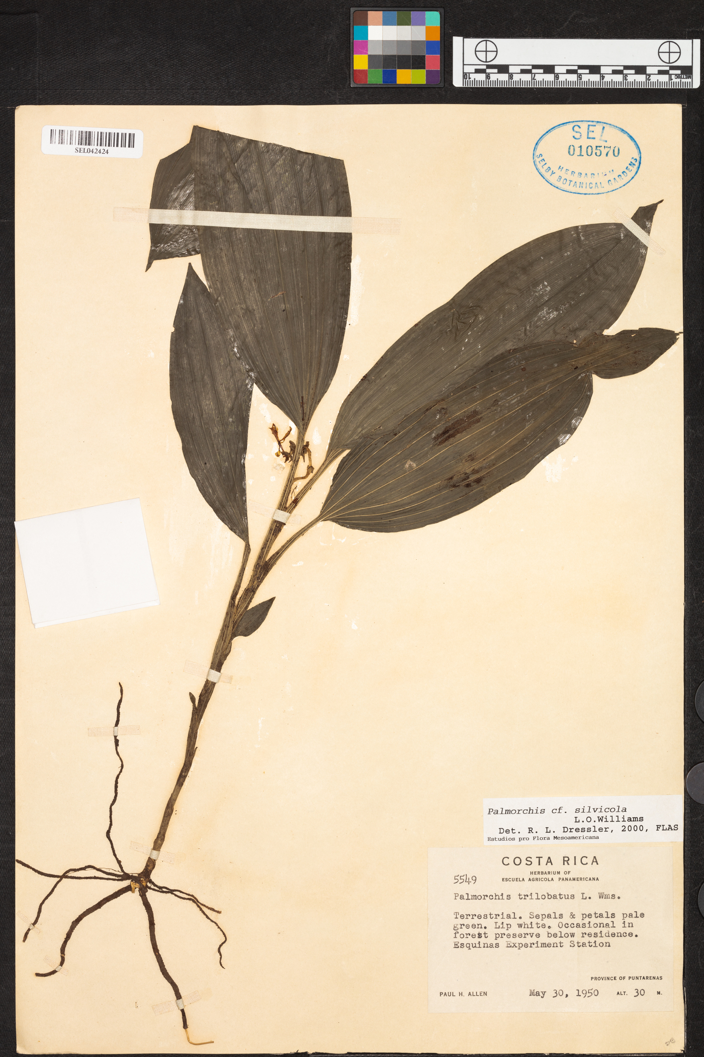 Palmorchis silvicola image