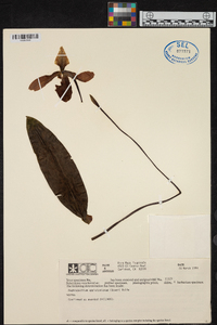 Paphiopedilum appletonianum image