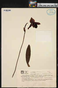 Paphiopedilum argus image