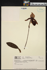 Paphiopedilum barbatum image