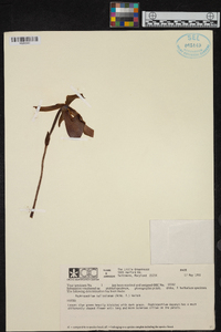 Paphiopedilum bullenianum image