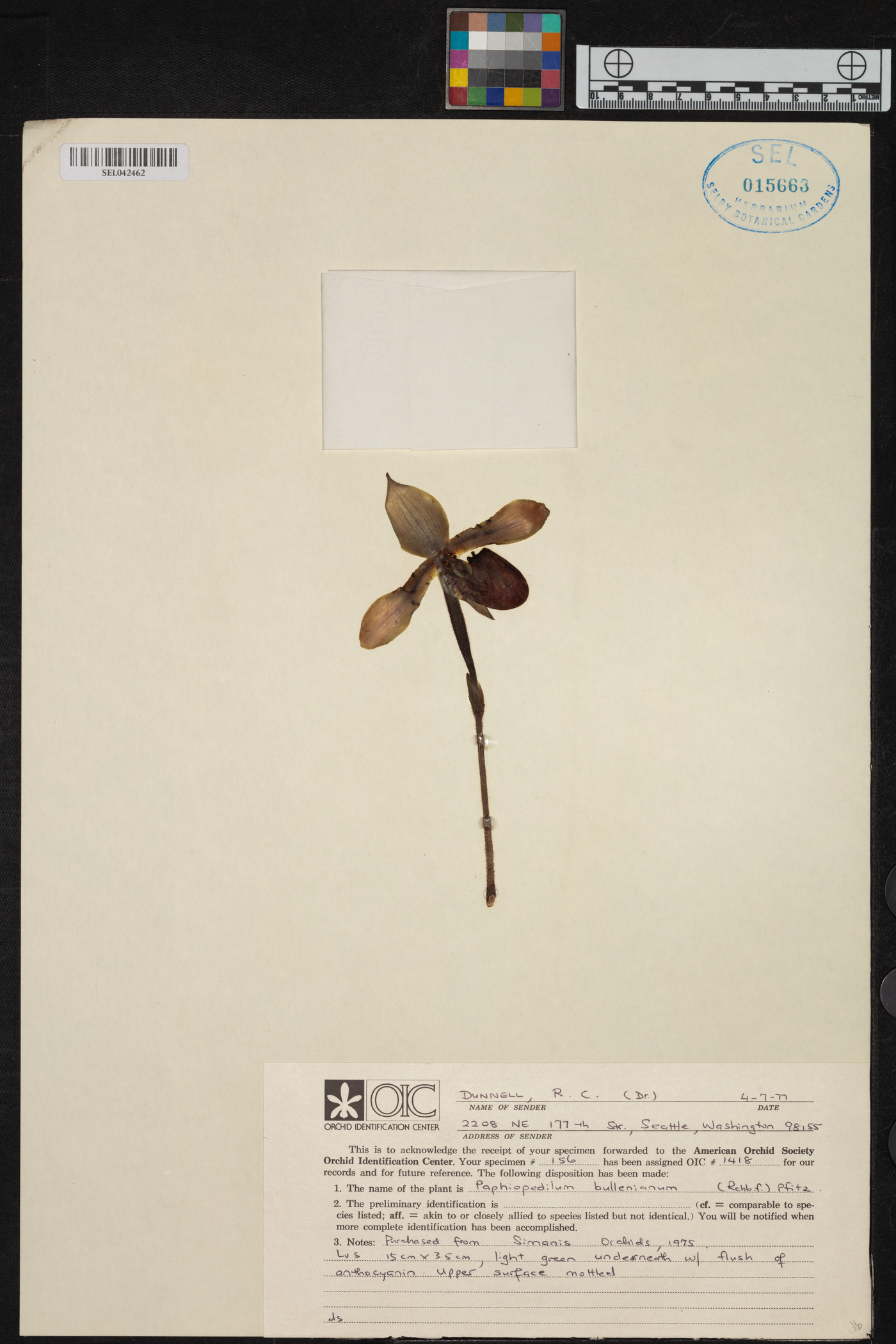 Paphiopedilum bullenianum image