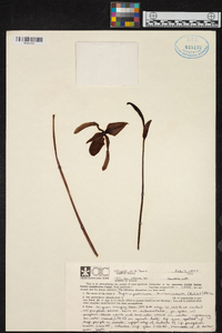 Paphiopedilum bullenianum image