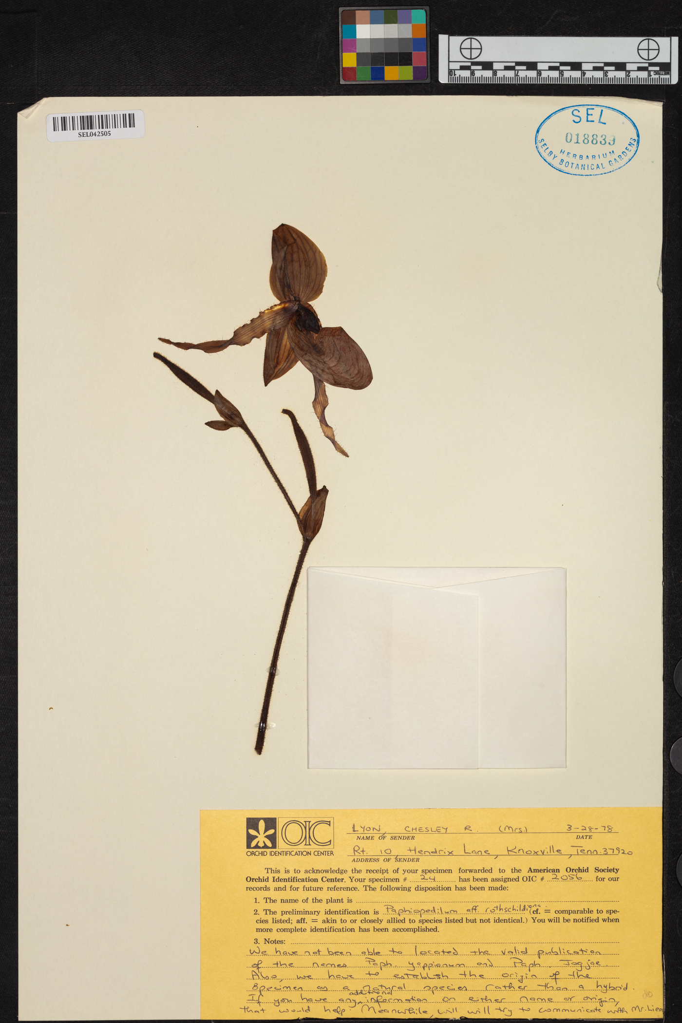 Paphiopedilum rothschildianum image