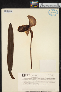 Paphiopedilum spicerianum image