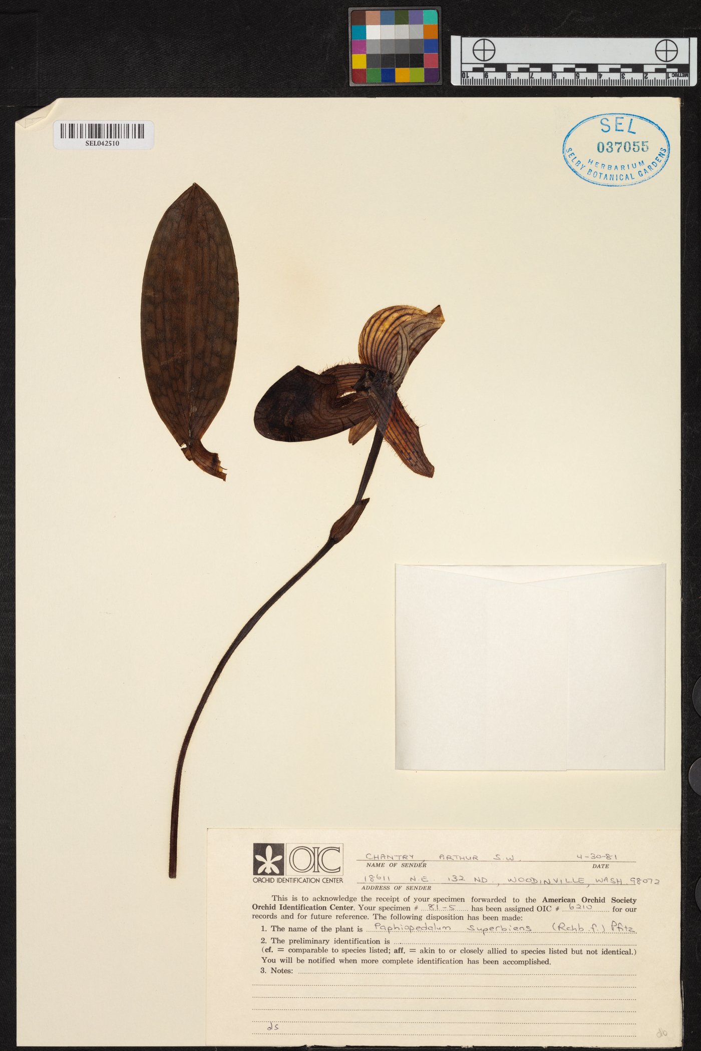 Paphiopedilum superbiens image