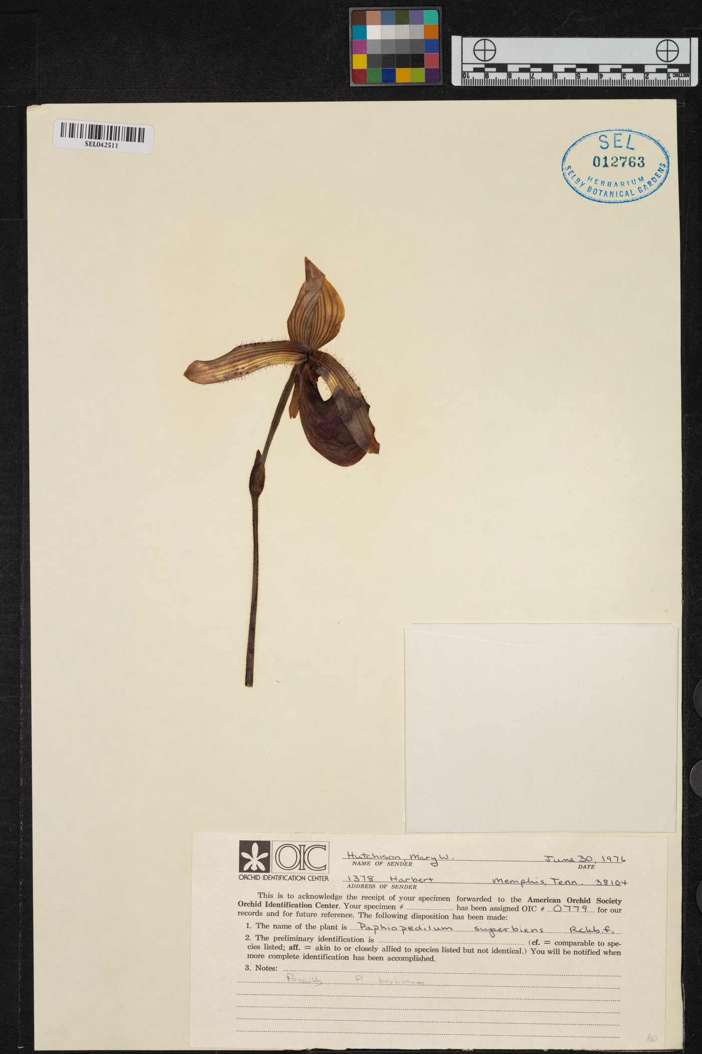 Paphiopedilum superbiens image