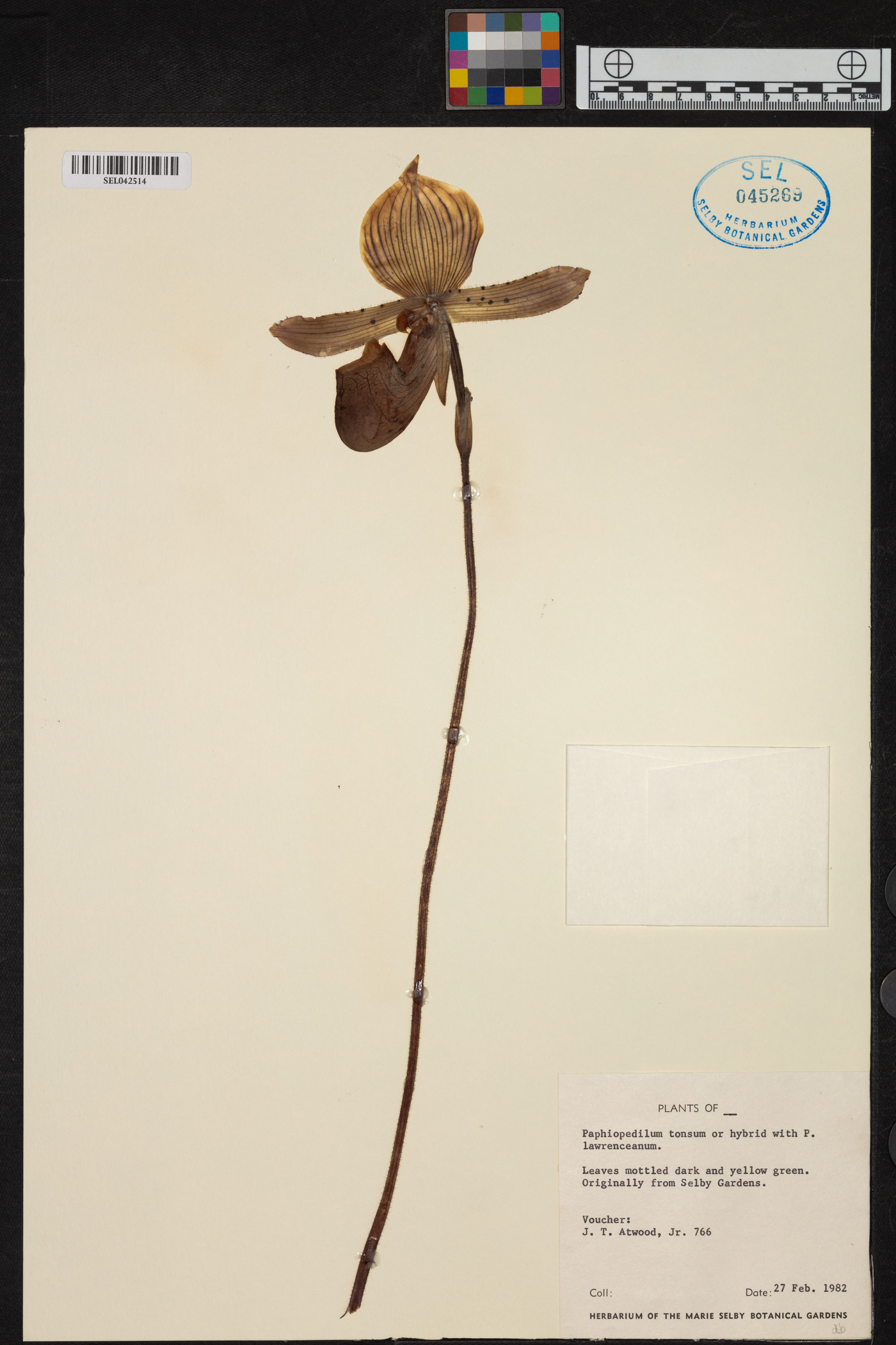 Paphiopedilum tonsum image