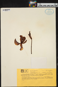 Paphiopedilum villosum image