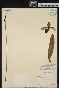 Paphiopedilum appletonianum image