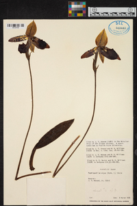 Paphiopedilum argus image