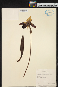 Paphiopedilum argus image