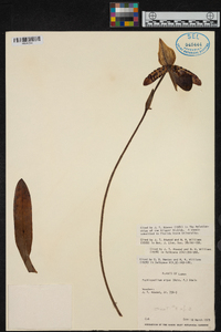 Paphiopedilum argus image