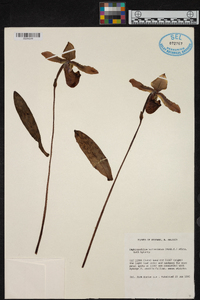 Paphiopedilum bullenianum image