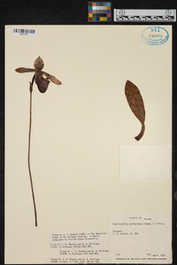 Paphiopedilum bullenianum image
