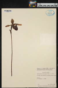 Paphiopedilum bullenianum image