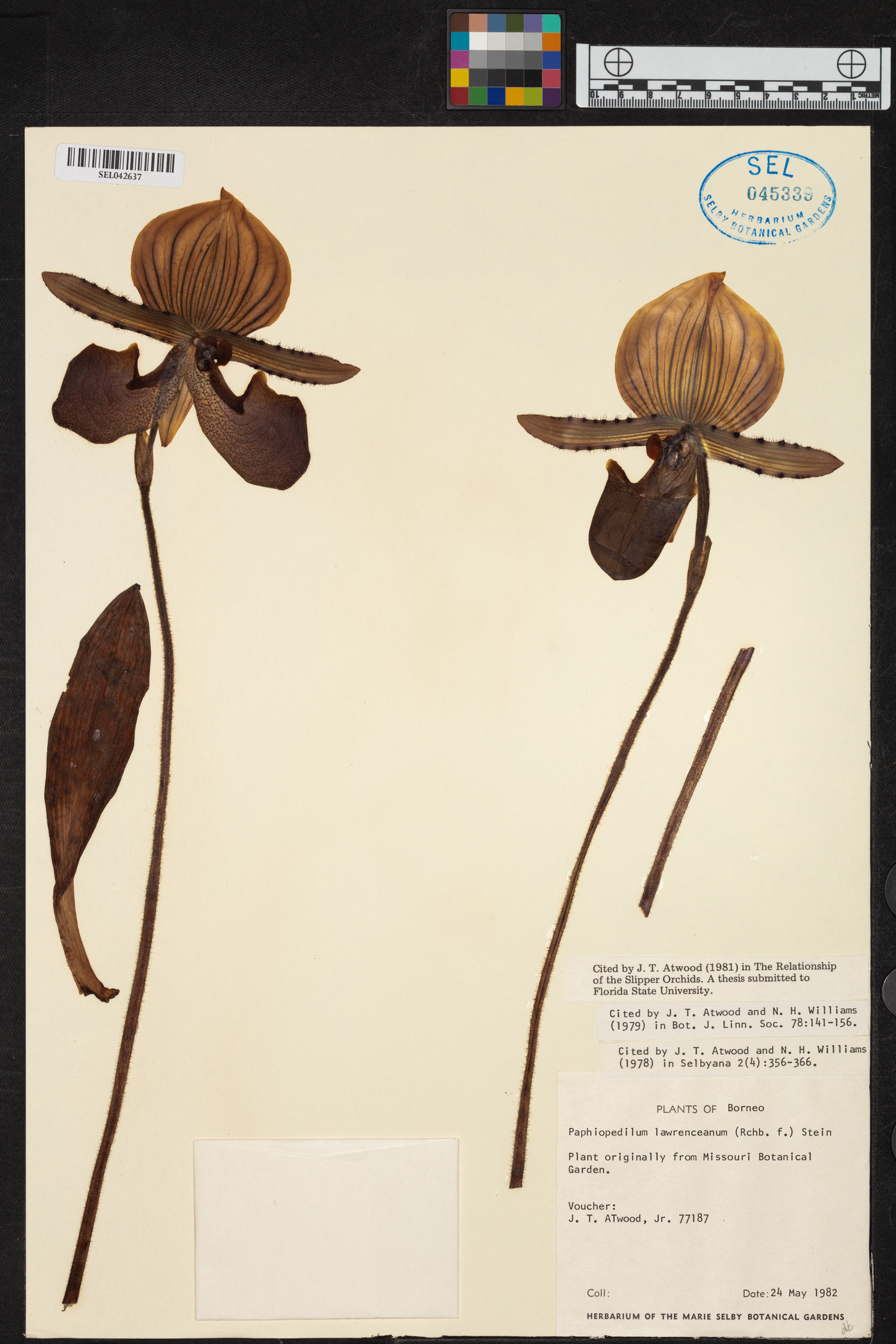 Paphiopedilum lawrenceanum image