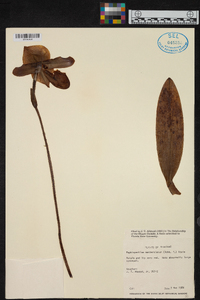 Paphiopedilum mastersianum image