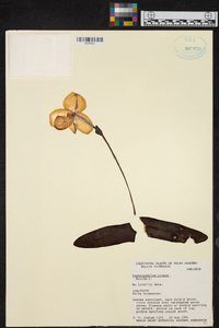 Paphiopedilum niveum image