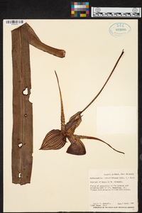 Paphiopedilum rothschildianum image