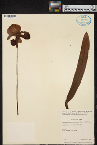 Paphiopedilum spicerianum image